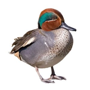 Teal-duck