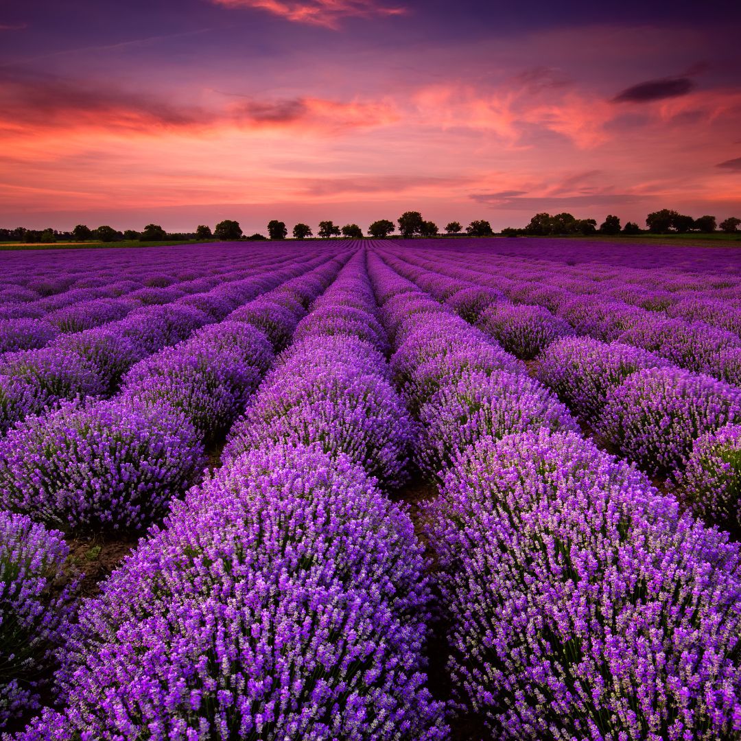 field of purple lavender